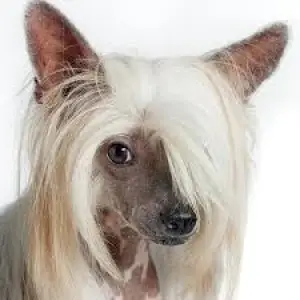 Photo №1. chinese crested dog - for sale in the city of Johvi | 163$ | Announcement № 2970