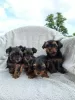 Additional photos: Yorkshire Terrier puppies