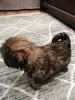 Additional photos: Fluffy little Shih Tzu in search of a new lady.