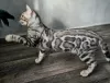 Photo №1. bengal cat - for sale in the city of Minsk | 423$ | Announcement № 40033