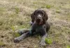 Additional photos: German Wirehaired Pointer ZKwP FCI female