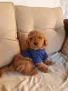 Photo №1. poodle (toy) - for sale in the city of Нови Сад | negotiated | Announcement № 127926