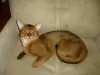 Photo №2. Mating service abyssinian cat. Price - 51$