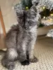 Photo №3. Healthy and socialized Maine coon kittens available now for sale. Germany