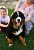 Photo №2 to announcement № 112195 for the sale of bernese mountain dog - buy in Serbia breeder