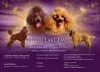 Photo №1. poodle (dwarf) - for sale in the city of Veliko Gradište | negotiated | Announcement № 72744