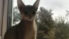 Additional photos: Abyssinian kittens