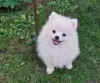 Photo №1. german spitz - for sale in the city of Belgrade | negotiated | Announcement № 105980