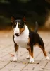 Additional photos: Miniature bull terrier puppies