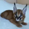 Photo №2 to announcement № 99652 for the sale of caracal - buy in Switzerland private announcement, from nursery, from the shelter