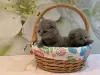 Photo №3. Scottish Fold kittens for adoption around Germany. Germany