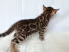 Photo №3. Bengal kitty. Russian Federation