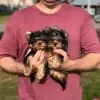 Photo №3. Loving Yorkshire Terrier. Germany