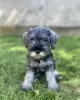 Photo №1. standard schnauzer - for sale in the city of Belgrade | negotiated | Announcement № 110672