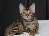 Photo №3. Bengal kittens for adoption. United States