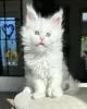 Photo №1. maine coon - for sale in the city of Berlin | 370$ | Announcement № 102159