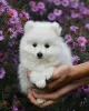 Photo №1. japanese spitz - for sale in the city of Almaty | 2375$ | Announcement № 9764