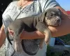 Photo №4. I will sell american bully in the city of Novorossiysk. private announcement - price - negotiated