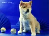 Photo №2 to announcement № 95457 for the sale of shiba inu - buy in Russian Federation private announcement, from nursery, breeder