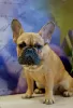 Photo №4. I will sell french bulldog in the city of Odintsovo. from nursery - price - 586$