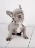 Photo №2 to announcement № 20936 for the sale of french bulldog - buy in Germany private announcement