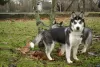 Photo №1. siberian husky - for sale in the city of Kherson | 243$ | Announcement № 9131