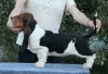 Additional photos: Basset hound