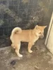 Photo №3. Shiba inu puppies. Serbia