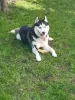 Photo №4. Buy siberian husky in the city of Knjazevac. breeder - price - negotiated