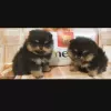 Additional photos: Pomeranian puppies for sale