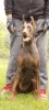 Photo №2 to announcement № 66767 for the sale of dobermann - buy in Serbia breeder