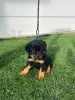 Photo №2 to announcement № 99479 for the sale of rottweiler - buy in Serbia 