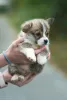 Additional photos: Welsh corgi pembroke puppies