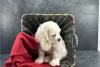 Photo №1. american cocker spaniel - for sale in the city of Fallåker | Is free | Announcement № 128832