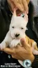 Additional photos: American Stafford Terrier puppies