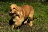 Additional photos: Girls Golden Retriever