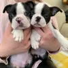 Photo №2 to announcement № 83107 for the sale of boston terrier - buy in Germany breeder