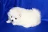 Photo №1. pomeranian - for sale in the city of Woltersdorf | 528$ | Announcement № 47659