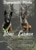 Photo №1. malinois, belgian shepherd - for sale in the city of Radom | 988$ | Announcement № 24601