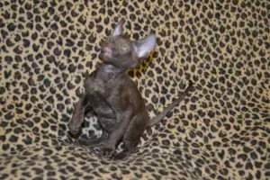 Photo №2 to announcement № 524 for the sale of cornish rex - buy in Italy private announcement, from the shelter, breeder