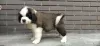 Photo №3. St. Bernard puppies. Russian Federation