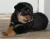 Photo №1. rottweiler - for sale in the city of Bremen | Is free | Announcement № 95052