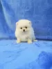 Photo №2 to announcement № 69495 for the sale of pomeranian - buy in Ukraine private announcement