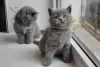 Photo №3. British shorthair kittens available now for Adoption. Spain