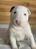 Additional photos: Lauras Dream FCI miniature bull terrier