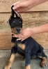 Additional photos: Doberman puppies female