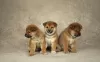 Photo №1. shiba inu - for sale in the city of Tula | 781$ | Announcement № 45758