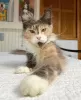 Photo №1. maine coon - for sale in the city of Berlin | 528$ | Announcement № 104585