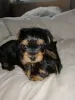 Additional photos: Yorkshire Terrier babies are available for reservation. Sell