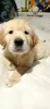 Photo №1. golden retriever - for sale in the city of Poltava | 832$ | Announcement № 33129